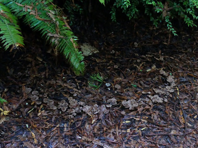 17: ring of mushrooms