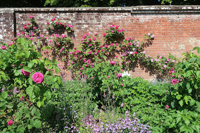brick garden wall with roses climbing it