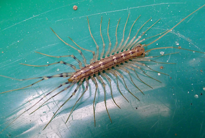 Centipede Spirit Animal