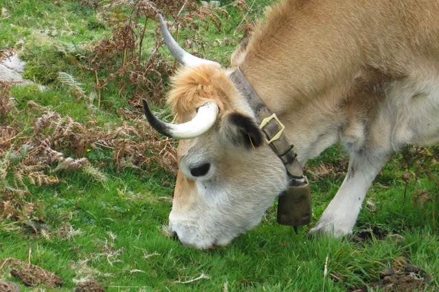 pourquoi-les-vaches-ont-des-cloches