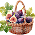 Korb mit Feigen, Basket of figs, Panier de figues
