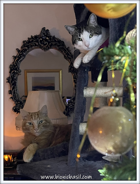 The BBHQ MidWeek News Round-Up ©BionicBasil® Melvyn and Fudge Guarding the Catmas Tree