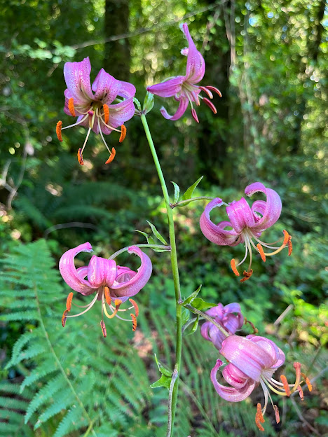 Lirio martagão / Lilium martagon