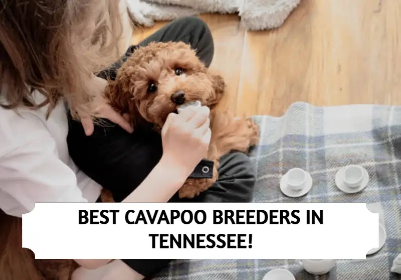 Best Cavapoo Breeders in Tennessee