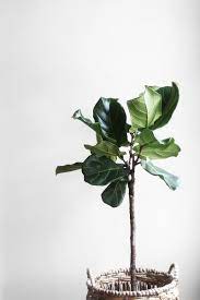 Mature Fiddle Leaf Fig Tree