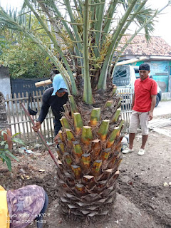Palm korma