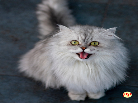 Info Terbaru Harga Kucing Persia Dibawah Rp500 Ribu (Kitten dan Dewasa)