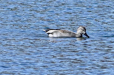 Gadwall