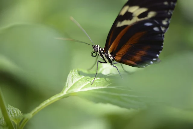 প্রজাপতির ছবি