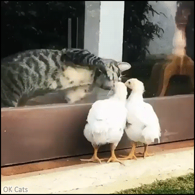 Funny Cat GIF •  Clumsy at cat tries to impress 2 chicks. The struggle is real haha, are you drunk?! [ok-cats-gifs.com]