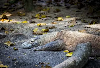 Informasi Lengkap tentang Komodo Dragon