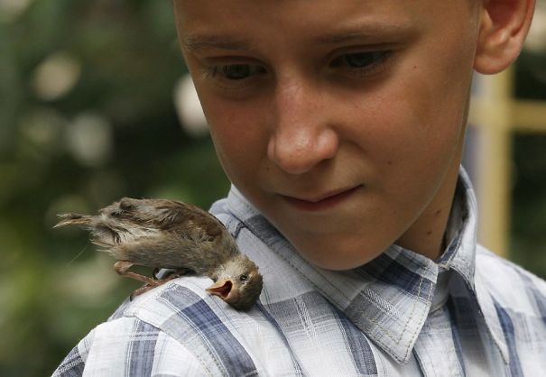 A Boy and a Sparrow Have a Fantastic Friendship and Are Now Inseparable!