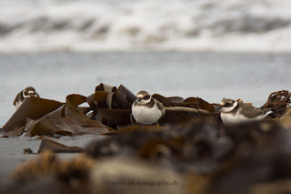 Wildlifefotografie Helgoland Düne Sandregenpfeifer