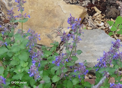 sphinx moth and eastern catmint