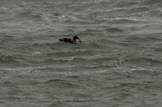 Wildlifefotografie Helgoland Düne Eiderente