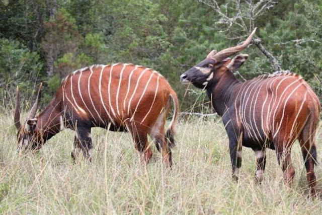 A beira da extinção, o antílope bongo-da-montanha retorna ao Quênia 