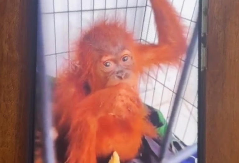 Rescued orangutan clutches a fruit, highlighting the trade’s tragic cost.