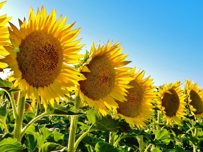 How to plant Sunflower?
