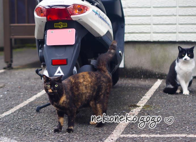 ねこ散歩で会った猫さんたち