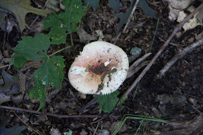 mushrooms: like voters, kept in the dark and covered in manure