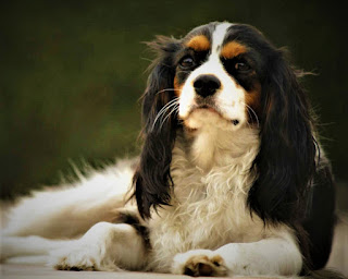 Cavalier King Charles Spaniel History The ancestor of the Cavalier King Charles Spaniel is the toy spaniel, which was very popular in England and Europe in the 16th – 18th centuries. In more recent times, namely in the 19th and 20th centuries, these dogs practically disappeared, and therefore it was incredibly difficult to restore the breed. The Cavalier King Charles Spaniel breed received its name from the name of the monarchs Charles I and II, the grandchildren of Queen Mary.  Like the Queen, both monarchs were extremely fond of spaniels, and Charles II (in English this name is spelled and pronounced as Charles) issued a special decree that stated that the spaniel could be brought to any public place and even the parliament building. He himself has never appeared anywhere without at least two or even three of his favorites.  When King Charles II died, the popularity of these dogs began to fade, because in these times small breeds of dogs were generally quite popular, which means that spaniels had high competition. In their place began to come pugs, which, like an oriental curiosity, excited the minds of the European aristocracy. Moreover, pugs even interbred with spaniels, which is why the latter subsequently acquired a shorter, flattened muzzle and a slightly modified skull.  Despite the fact that many noble persons after the death of the king ceased to consider representatives of this breed their favorites, there were no changes in the estate of the Duke of Marlborough. For quite a long time, a cavalier King Charles Spaniel was kept and bred in this place.  At the beginning of the 20th century, namely in 1920 - 1925, these dogs were practically gone. They were so few that when an enthusiast named Eldridge wanted to recreate the breed, he simply could not find a single individual. He searched for pets at Crufts dog shows and private owners, and then, enlisting the support of the English Kennel Club, offered 25 guineas (pounds sterling) to the one who would provide him with a toy spaniel.  The amount is actually huge at the time. Guinea was divided into shillings and shillings into pence, an ordinary worker could receive one pound sterling per month. As a standard, the type of dog that was during the reign of Charles II was chosen. Eldridge's dog was provided by a woman named Mostyn Walker, and this happened in 1928.  In the same year, a dog show was to be held, however, Eldridge did not live a month before this event. At the show, the woman was handed money and took her dog named Ann, Son, as the standard for the breed Cavalier King Charles Spaniel. Several dogs were transported to America in the middle of the century, and there, after much difficulty, enthusiasts were also able to register the Cavalier King Charles Spaniel breed at the American Kennel Club.     Characteristics of the breed popularity                                                           09/10  training                                                                05/10  size                                                                        01/10  mind                                                                     05/10  protection                                                          02/10  Relationships with children                         08/10  Dexterity                                                             04/10  Molting                                                                07/10     Breed Information Country  England  Lifetime  9-15 years  Height  Males: 30-33 cm Females: 30-33 cm  Weight  Males: 6-8 kg Females: 6-8 kg  Length of coat  longhair  Color  black-tan, ruby, tricolor  Price  800 - 1900 $    Description These are small dogs, with compact physiques. The muzzle is slightly flattened, short, the forehead is pronounced. The limbs are proportional to the body, the ears are long, the tail is short. The coat is long.   Personality Cavalier King Charles Spaniel is a beautiful breed and decorative dog. No other functions are provided in principle, and this has been cultivated and nurtured in the breed for hundreds of years. In the Middle Ages, these dogs lived in luxury and although now times have changed, they still love to be at home, in a cozy atmosphere, together with the owner and loved ones.  Cavalier King Charles Spaniel likes to be held in his arms and generally loves affection. To be in isolation from your family and owner, this breed cannot categorically, and therefore accept the fact that if you buy this dog, leave it for friends while you go on vacation, it will not work. The animal will have to be taken with you.  In general, the breed Cavalier King Charles Spaniel has a good, soft, docile character. But if you spoil him, the character can deteriorate, the dog will become capricious and may not even respond quite adequately, and even to members of his own family. Although, usually these dogs are very friendly and treat literally everyone well. Especially if this person offers delicacies.  King Charles Spaniel has normal energy levels but can be lazy. In any case, regular walks and active games are necessary. They treat children well, rarely show aggression towards them, but, in any case, the child must be trained in the correct behavior with the animal.   Teaching By and large, the whole education of these dogs comes down to forming the right character in them. For the sake of justice, it should be noted that most individuals by nature have a harmonious and obedient disposition, and therefore, usually, there are no problems with upbringing. Unless you yourself spoiled your dog and spoiled its character.  Of course, you need to train your pet in basic commands, and also, if you want to take part in various dog shows (be sure to the first study in which disciplines this breed is used), you can form the training process, starting from specific tasks.   How to take care of Cavalier King Charles Spaniel Dog?  The Cavalier King Charles Spaniel breed has a long coat that needs regular combing and combing. This will have to be done at least 2, or even 3-4 times a week. In addition, it is necessary to clean the eyes daily from deposits, as well as monitor the cleanliness of the ears. Bathe the dog once-twice a week, the claws are cut on average 3 times a month.  Because of the long coat, they are quite sensitive to heat, so it is harmful and even dangerous for them to be in the sun for a long time. After a walk, be sure to inspect the long ears of the dog for the presence of insects, especially ticks, and pollution - often spaniels collect dust, dirt, and plants in the park with their ears.   Common diseases The breed of dogs Cavalier King Charles Spaniel has a tendency to such diseases:  mitral valve disease; syringomyelia - this disease affects the brain and spine and appears to be common in cavaliers; episodic fall - this condition is often confused with epilepsy, but the spaniel remains conscious during a fall or attack; hip dysplasia; knee dislocation; Keratoconjunctivitis Sikka - if left untreated, it can lead to blindness; nervous scratching.