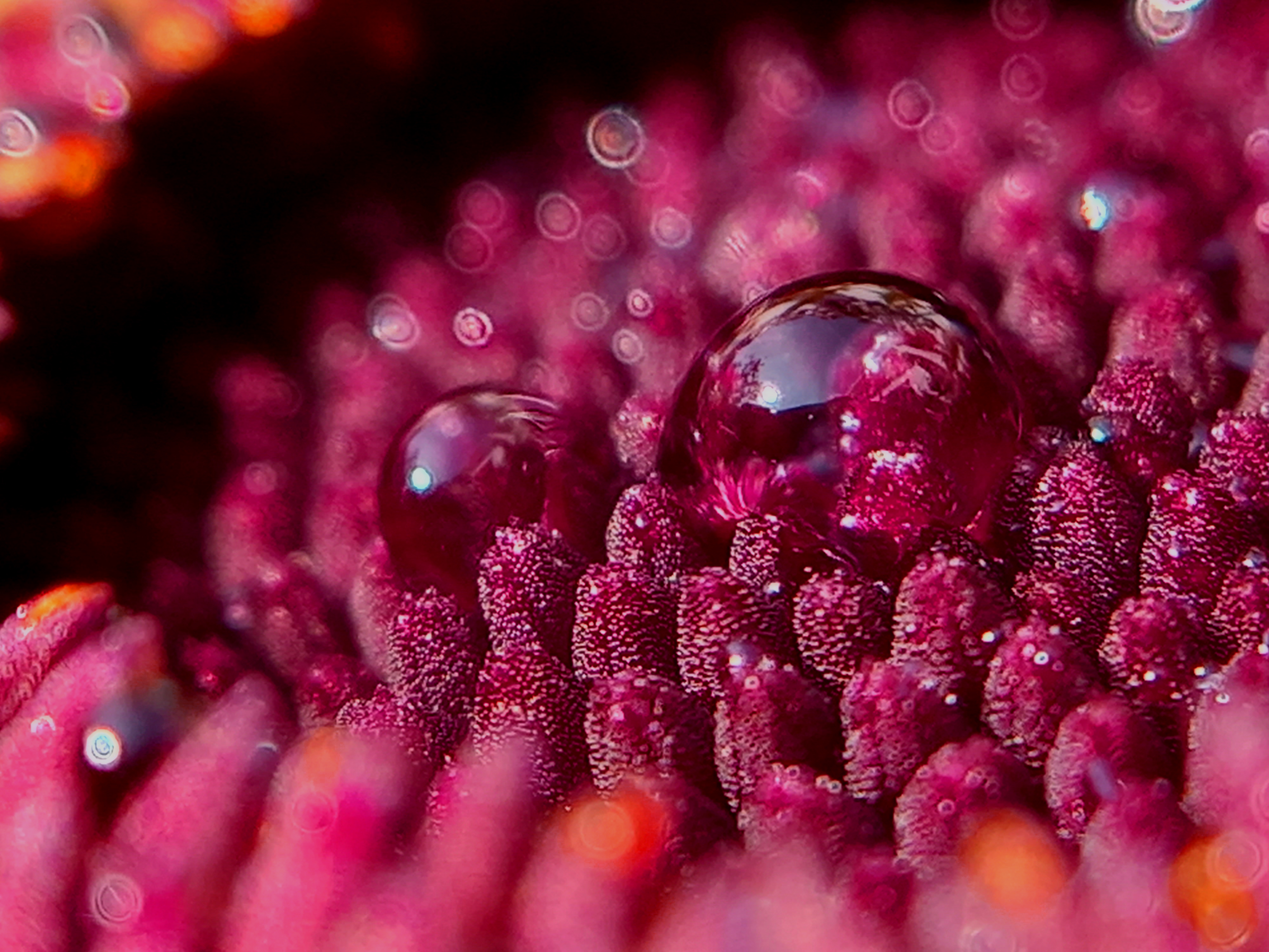 Water Drops On The Calendula flower