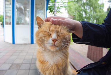 Treatment and Prevention of Cat Fleas