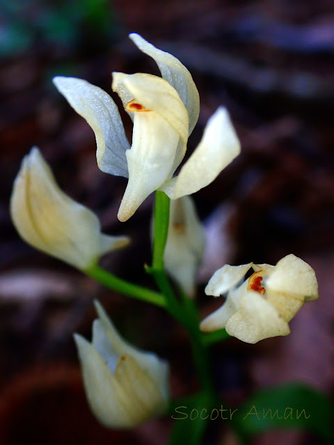 Cephalanthera erecta