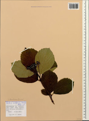 Рябина Фёдорова / Ария Фёдорова (Sorbus fedorovii, =Aria fedorovii)