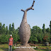 Jual Bottle Tree/Pohon Botol (Chorisia Speciosa) di Rembang