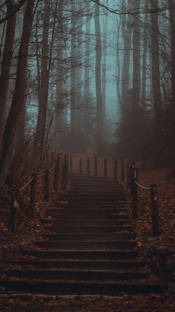 Wallpaper Autumn, Forest, Stairs, Haze, Fog