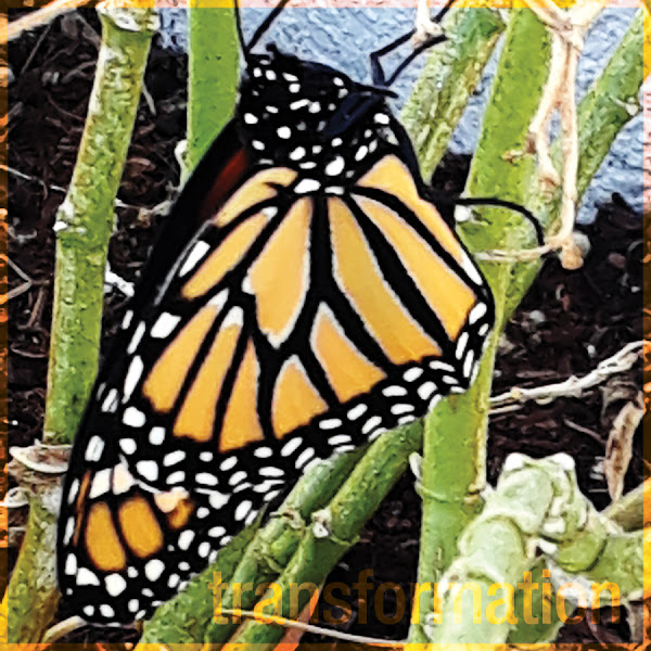 monarch butterfly transformation