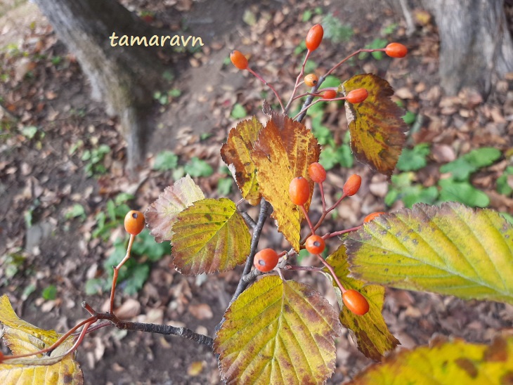 Мелкоплодник ольхолистный / Рябина ольхолистная (Micromeles alnifolia, =Sorbus alnifolia)