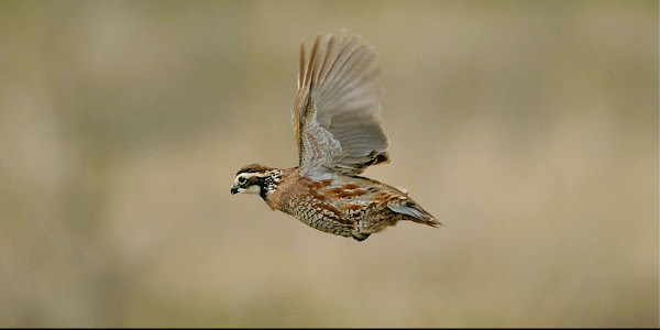 Can quails fly?