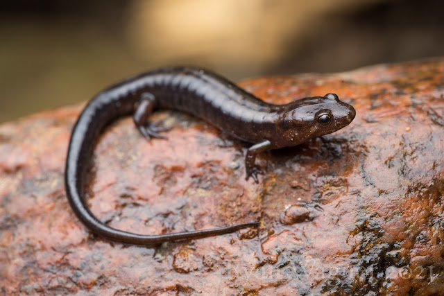 Allegheny mountain dusky salamander ohio