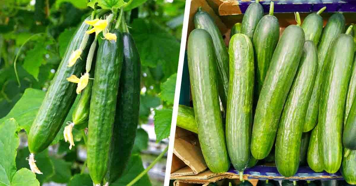  When Should Cucumber Seeds Be Planted For A Bountiful Harvest?