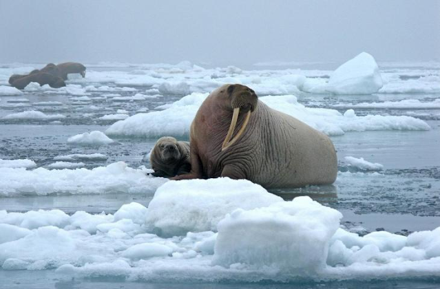 Walrus, Hewan Menyedihkan yang Kehilangan Habitat