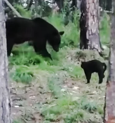 Black domestic cat sees off black bear - why?