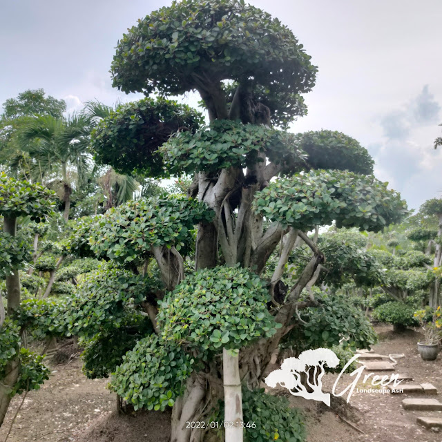 Jual Bonsai Beringin Korea Taman (Pohon Dolar) di Garut Garansi Mati Terjamin