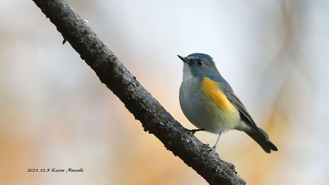 宮城の野鳥