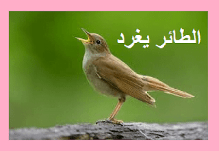 طائر جميل، طائر عجيب، الطائر الغريب، سماء غزة
