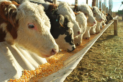 Feeding Maize Stover in dairy cows