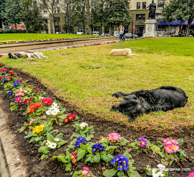 Cães de rua em Santiago do Chile