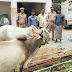 गहमर पुलिस ने तीन पशुओं के साथ तीन तस्करों को किया गिरफ्तार - Ghazipur News
