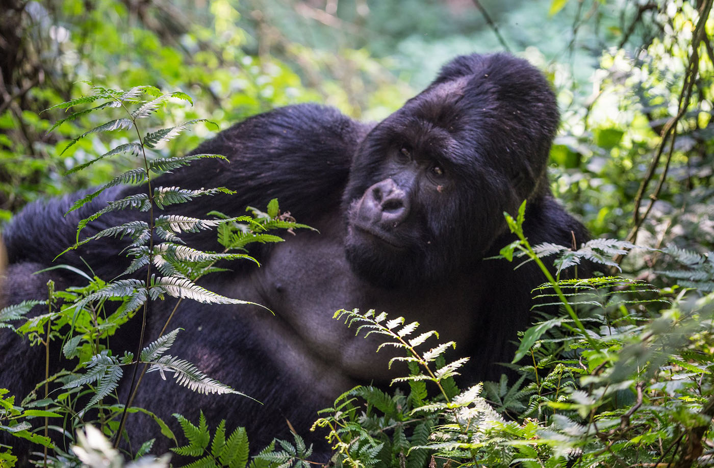Национальный парк в Уганде, гориллы