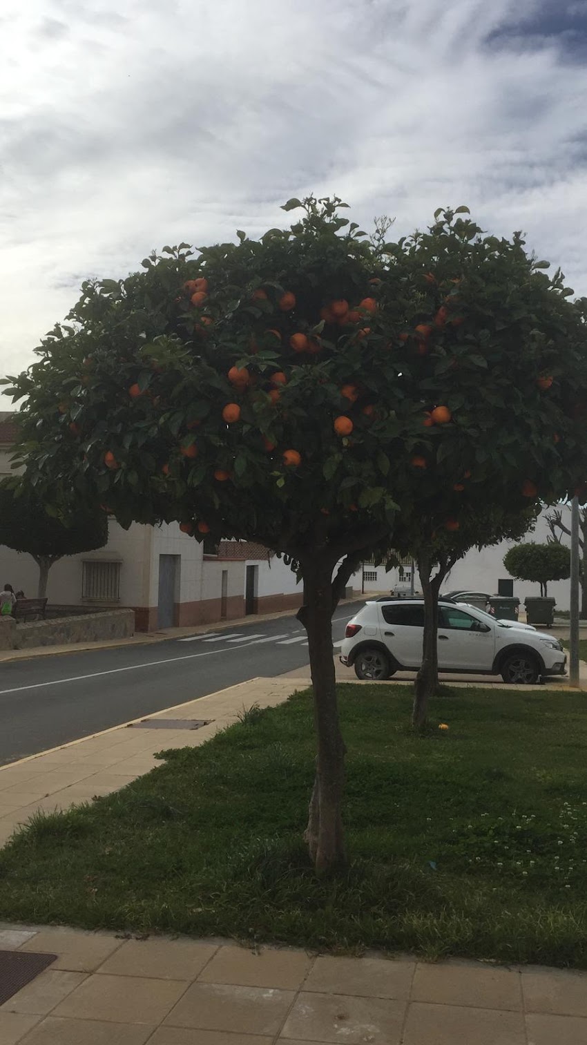 Naranjo