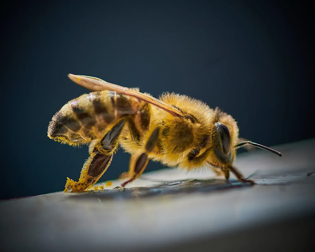 Científicos descubren bacterias intestinales que mejoran la memoria de las abejas