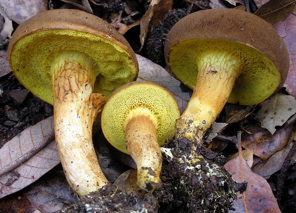 Xerocomus subtomentosus