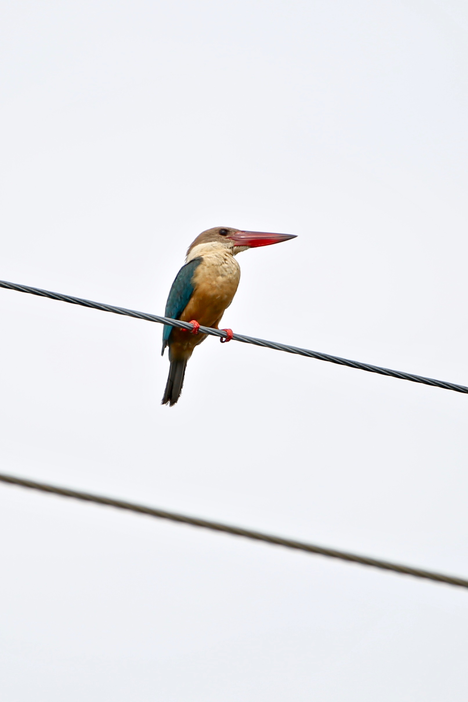 Stork-billed kingfisher, birds of India high resolution images free