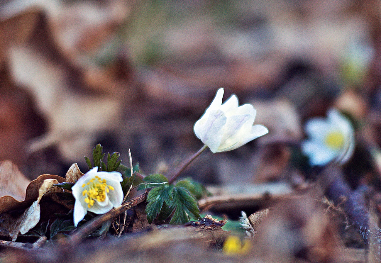 Täglich ein Bild — 07.03.2022 – 66.Tag — Bild #66 — Waldblüher